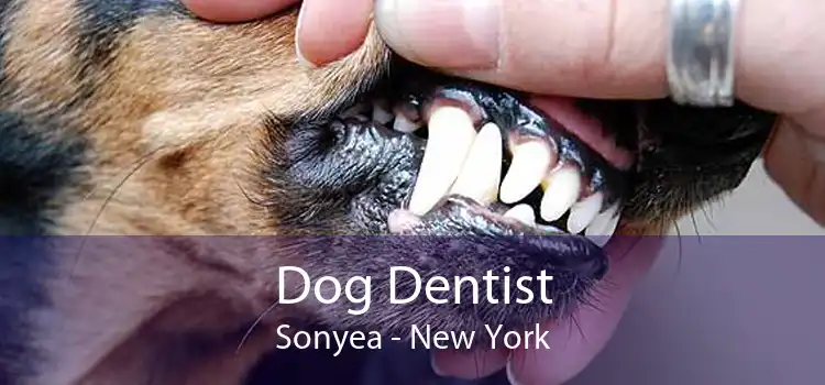 Dog Dentist Sonyea - New York