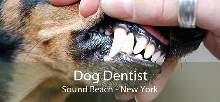 Dog Dentist Sound Beach - New York