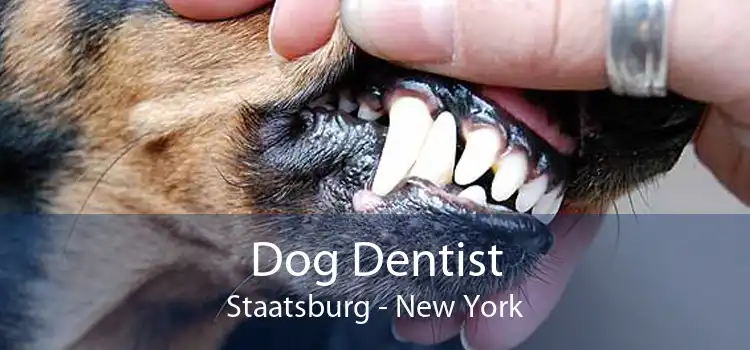 Dog Dentist Staatsburg - New York