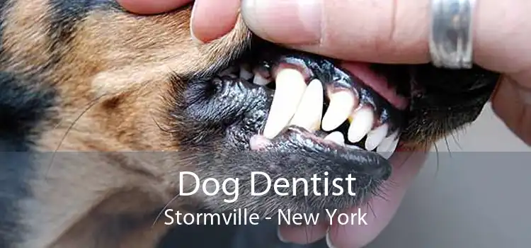 Dog Dentist Stormville - New York