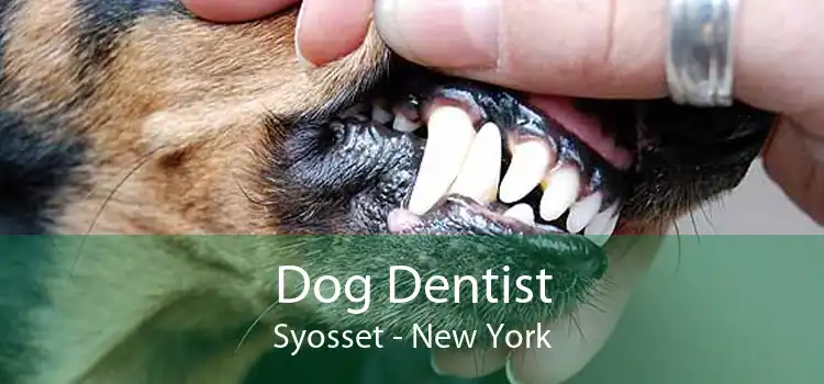 Dog Dentist Syosset - New York