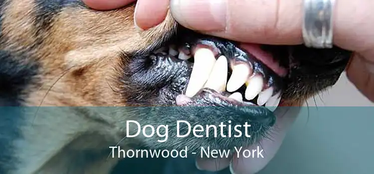 Dog Dentist Thornwood - New York