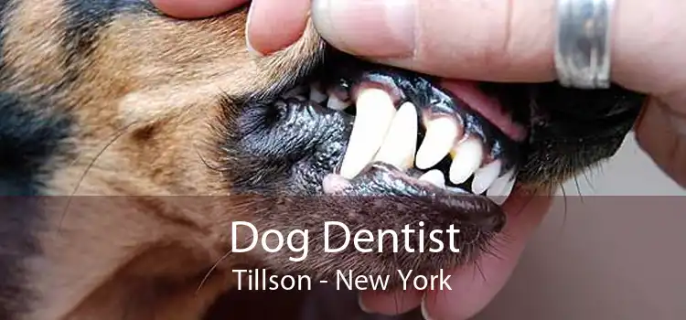 Dog Dentist Tillson - New York
