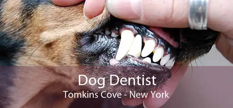 Dog Dentist Tomkins Cove - New York