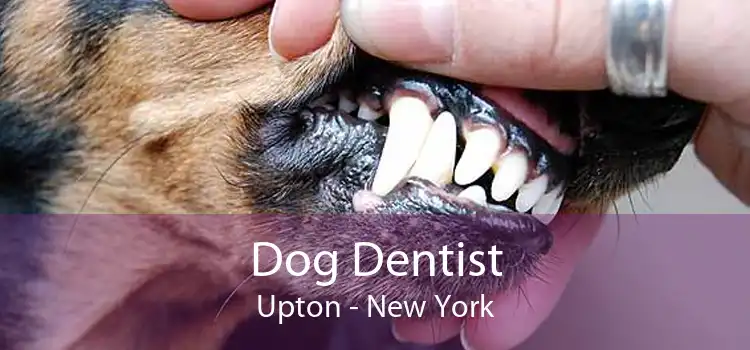 Dog Dentist Upton - New York
