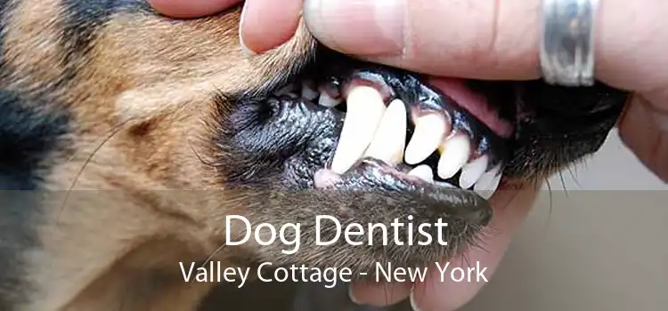 Dog Dentist Valley Cottage - New York