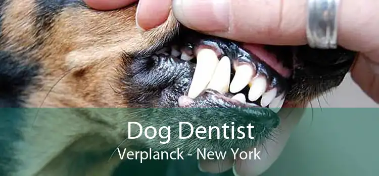 Dog Dentist Verplanck - New York