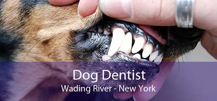 Dog Dentist Wading River - New York