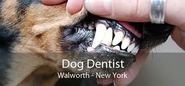 Dog Dentist Walworth - New York