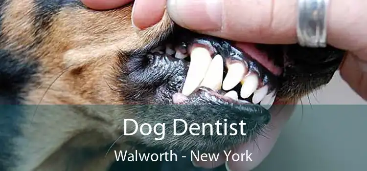 Dog Dentist Walworth - New York