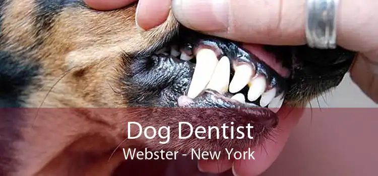 Dog Dentist Webster - New York