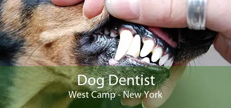 Dog Dentist West Camp - New York