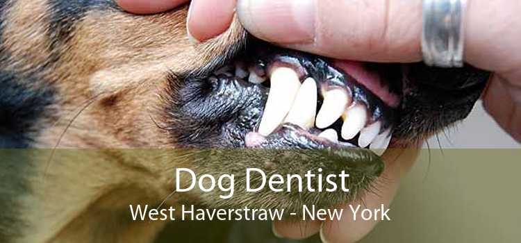 Dog Dentist West Haverstraw - New York