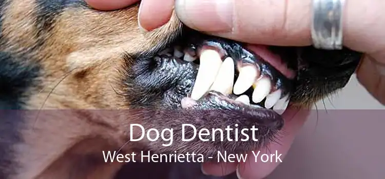 Dog Dentist West Henrietta - New York