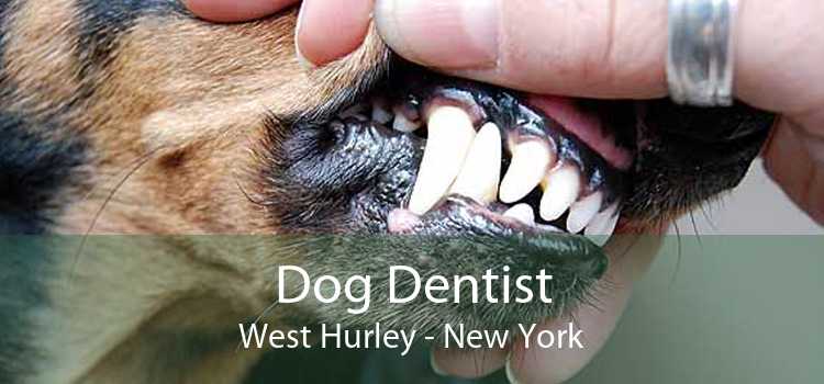 Dog Dentist West Hurley - New York
