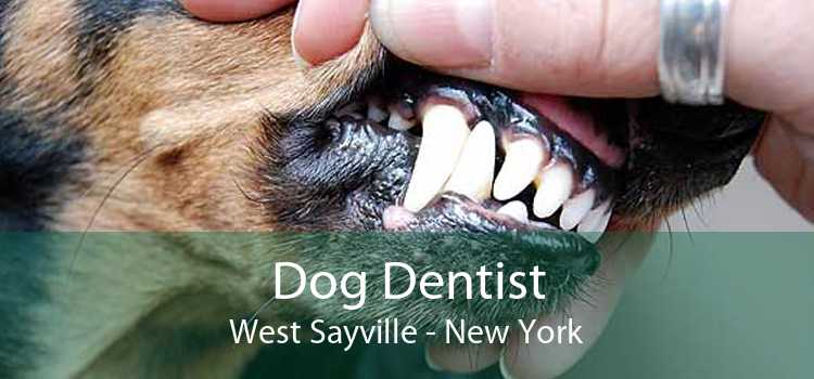 Dog Dentist West Sayville - New York