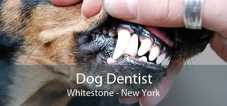 Dog Dentist Whitestone - New York