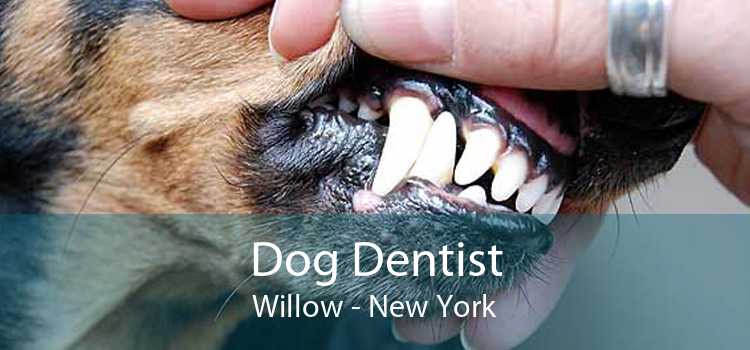 Dog Dentist Willow - New York