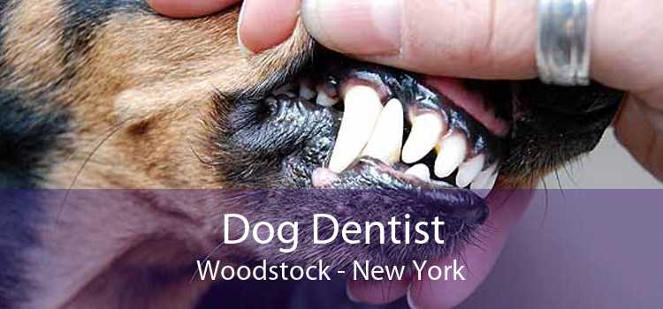Dog Dentist Woodstock - New York