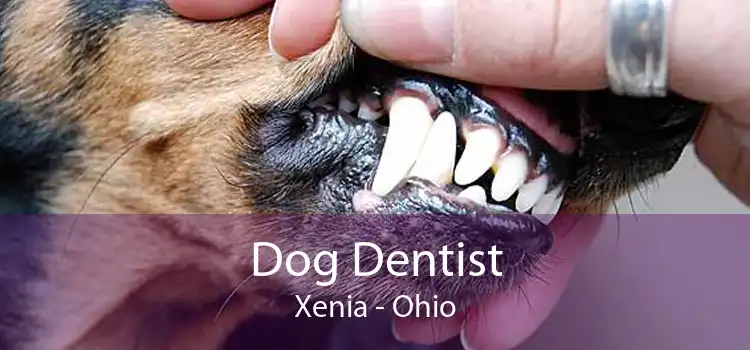 Dog Dentist Xenia - Ohio