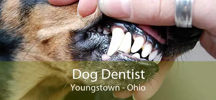 Dog Dentist Youngstown - Ohio