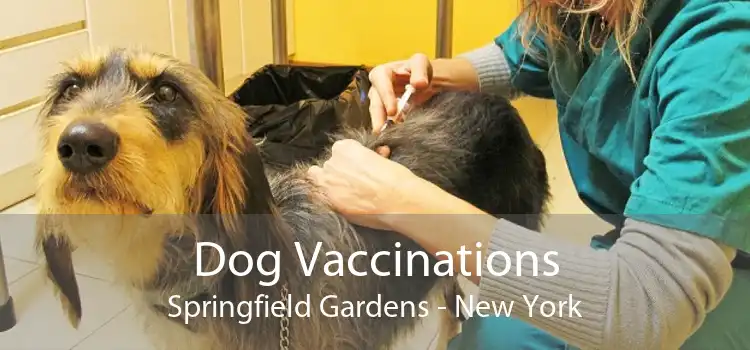 Dog Vaccinations Springfield Gardens - New York