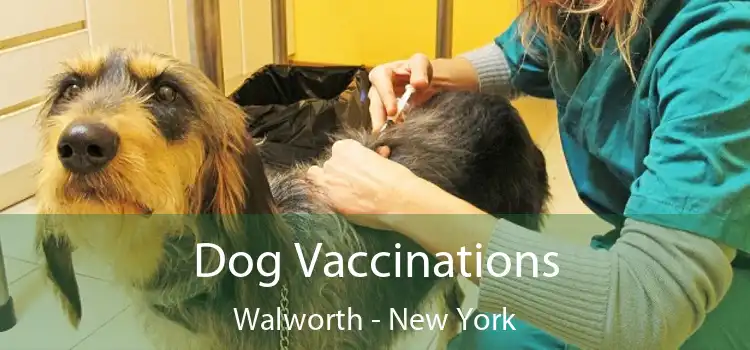 Dog Vaccinations Walworth - New York