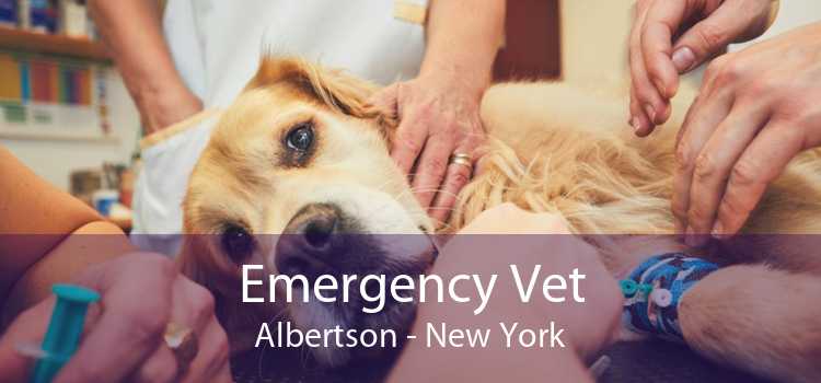 Emergency Vet Albertson - New York