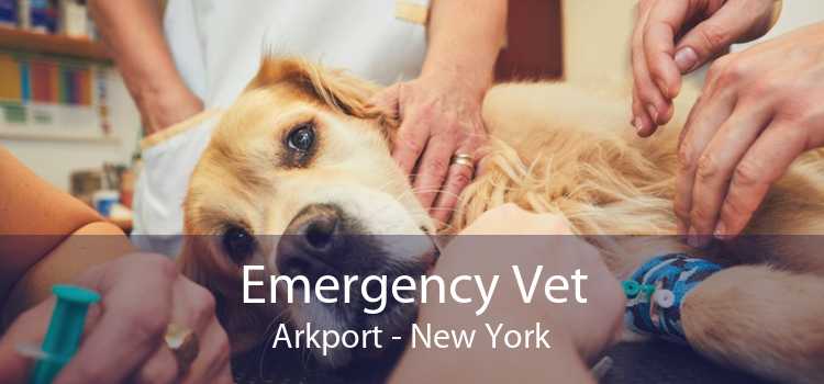 Emergency Vet Arkport - New York