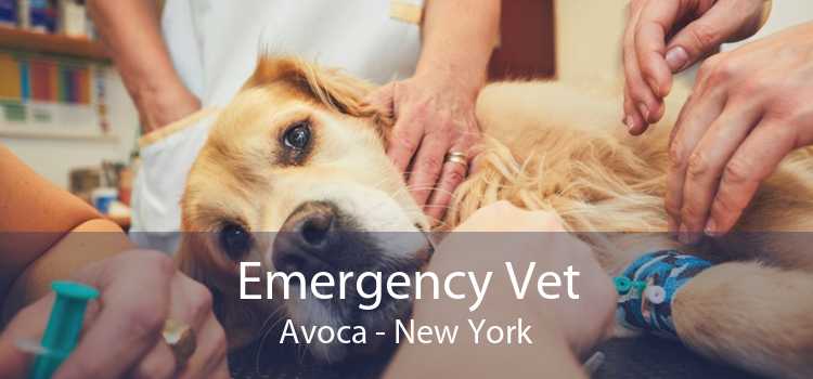 Emergency Vet Avoca - New York