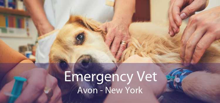 Emergency Vet Avon - New York