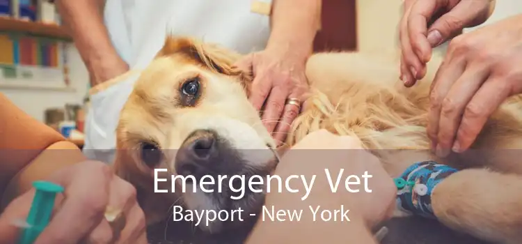 Emergency Vet Bayport - New York