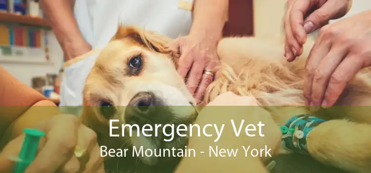 Emergency Vet Bear Mountain - New York