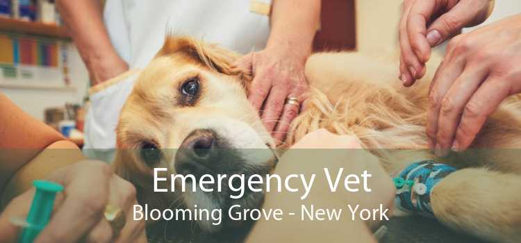Emergency Vet Blooming Grove - New York