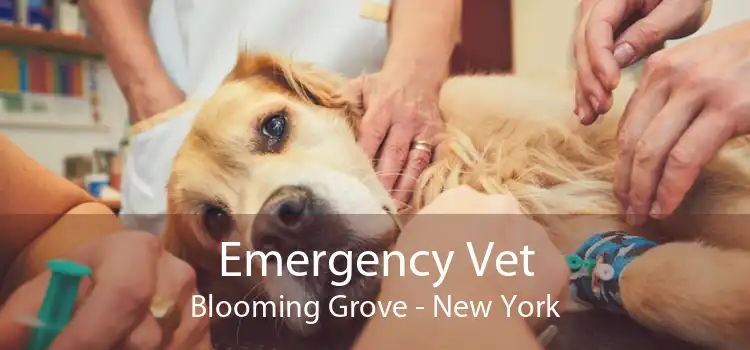 Emergency Vet Blooming Grove - New York