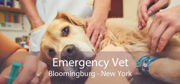 Emergency Vet Bloomingburg - New York
