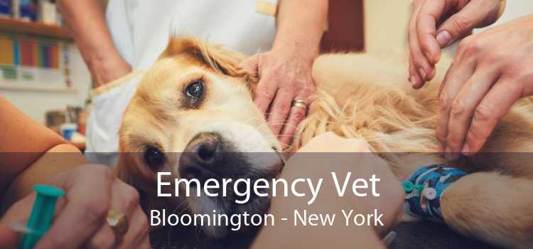 Emergency Vet Bloomington - New York