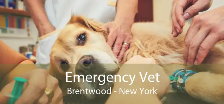 Emergency Vet Brentwood - New York