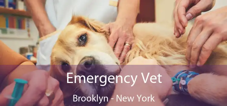 Emergency Vet Brooklyn - New York