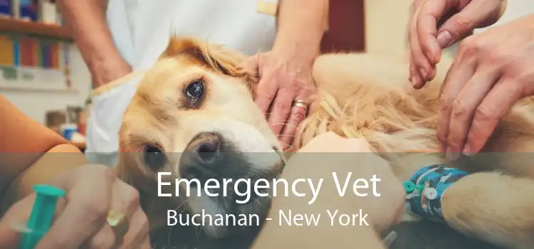 Emergency Vet Buchanan - New York