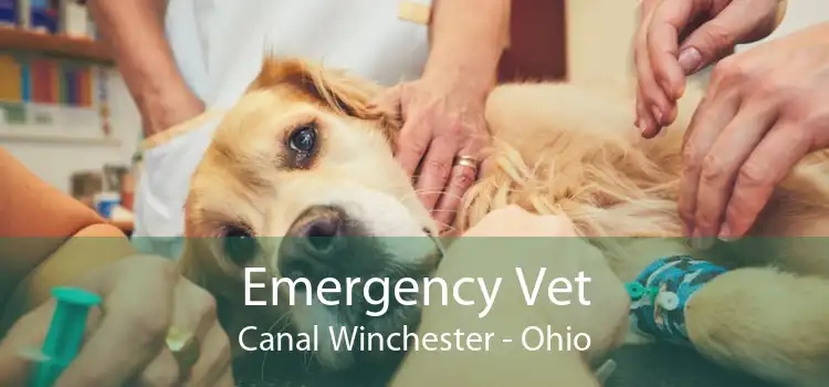 Emergency Vet Canal Winchester - Ohio