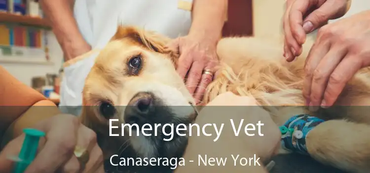 Emergency Vet Canaseraga - New York