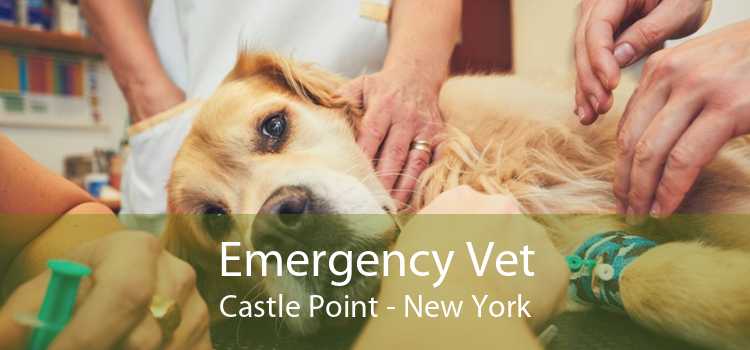 Emergency Vet Castle Point - New York