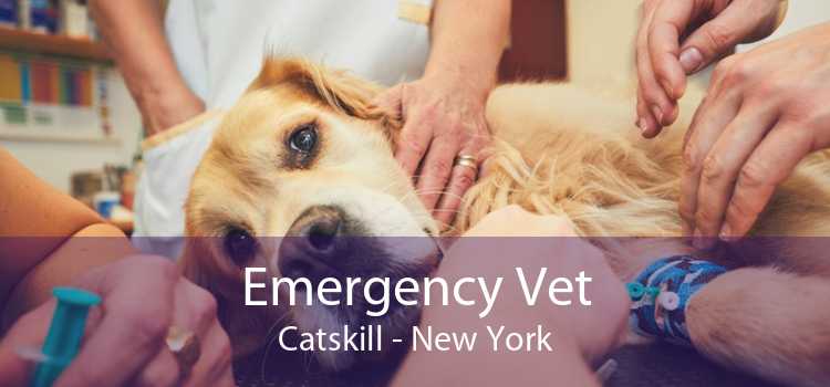 Emergency Vet Catskill - New York