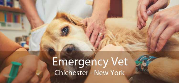 Emergency Vet Chichester - New York