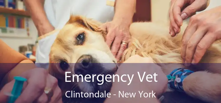 Emergency Vet Clintondale - New York