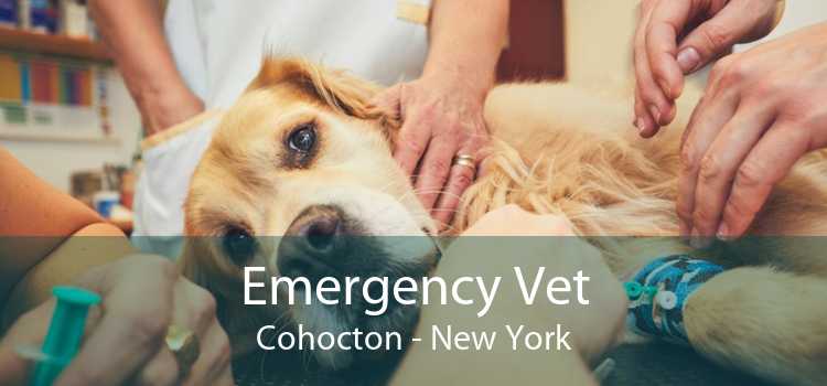 Emergency Vet Cohocton - New York