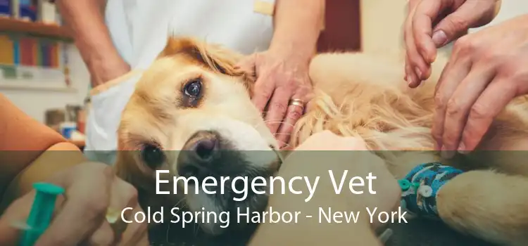 Emergency Vet Cold Spring Harbor - New York