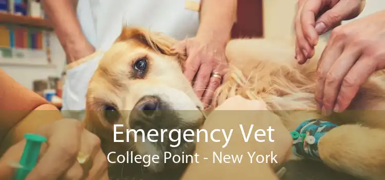 Emergency Vet College Point - New York