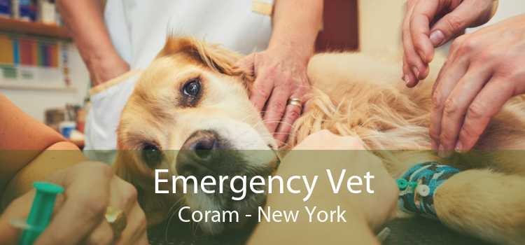 Emergency Vet Coram - New York
